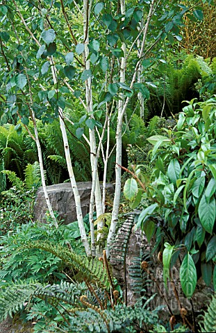 BETULA_UTILIS_VAR_JAQUEMONTII_WITH_FERNS_AT_RHS_ROSEMOOR_IN_JUNE