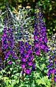 DELPHINIUM PACIFIC GIANTS