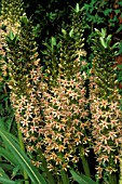 EUCOMIS COMOSA,  PINEAPPLE LILY,  PORTRAIT,  (SYN. PUNCTATA)