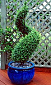 LIGUSTRUM DELAVAYANUM, (SYN. LIGUSTRUM JONANDRUM), AS SPIRAL TOPIARY