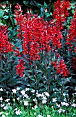 LOBELIA,  WILL SCARLET,  WHOLE PLANT