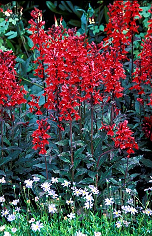 _LOBELIA__WILL_SCARLET__WHOLE_PLANT