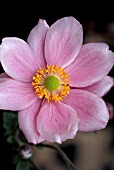 ANEMONE HYBRIDA, JAPONICA, KONIGIN CHARLOTTE, QUEEN CHARLOTTE,  PINK, FLOWER, CLOSE UP, LATE SUMMER, AUTUMN