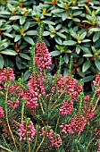 ERICA VAGANS MRS D F MAXWELL, (HEATHER)