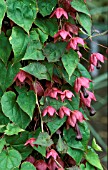 RHODOCHITON ATROSANGUINEUS (SYN. VOLUBILIS),  FLOWERS AND FOLIAGE