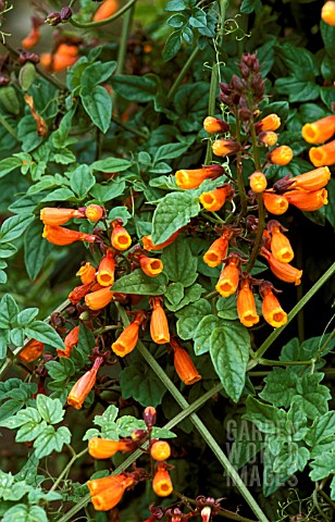 ECCREMOCARPUS_SCABER