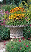 URN WITH RUDBECKIA HIRTA RUSTIC DWARFS AND TOTO