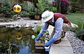 WATERLILY IN PLANTING BASKET BEING PLACED IN GARDEN POND. CONTAINER LEVELLED WITH GRAVEL.