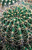 CACTUS,  ECHINOPSIS DARLEY PEARL