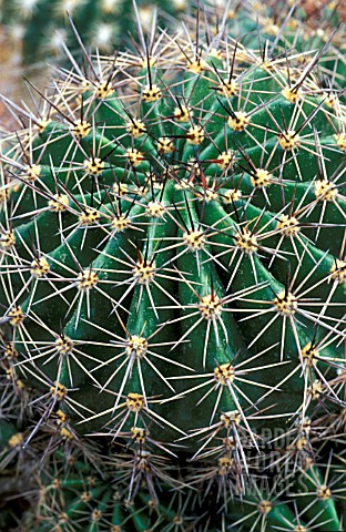 CACTUS__ECHINOPSIS_DARLEY_PEARL