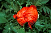 PAPAVER,  LADYBIRD BUD OPENING