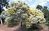 ACACIA PODALYRIIFOLIA,  SHRUB, YELLOW, FLOWERS, WHOLE