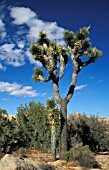 YUCCA BREVIFOLIA,  JOSHUA, TREE, WHOLE, PLANT