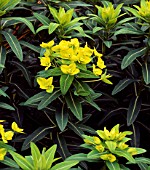 EUPHORBIA WALLICHII