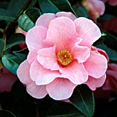 CAMELLIA x WILLIAMSII BRIGADOON (AGM)