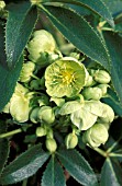 HELLEBORUS ARGUTIFOLIUS (SYN. CORSICUS)  RHS WISLEY FEBRUARY