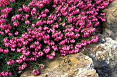 ERICA CARNEA MYRETOUN RUBY