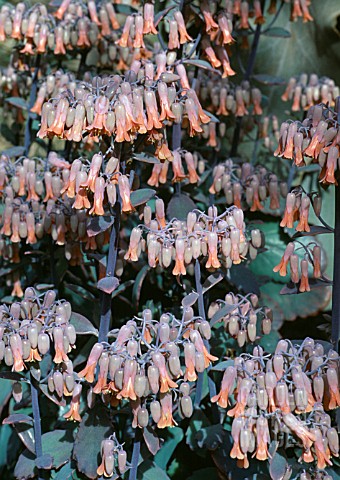 KALANCHOE_FEDTSCHENKOI_SOUTH_AMERICAN_AIR_PLANT