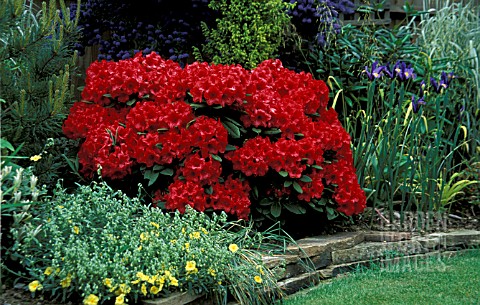 RHODODENDRON_DOPEY__RED_FLOWERS_WHOLE_PLANT