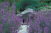 NEPETA FAASSENII,  AND WATER FEATURE TAKEN AT RHS ROSEMOOR