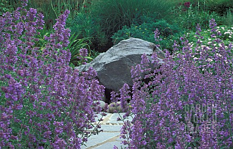 _NEPETA_FAASSENII__AND_WATER_FEATURE_TAKEN_AT_RHS_ROSEMOOR