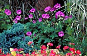 GERANIUM,  SIRAK,  IN BORDER