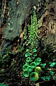 UMBILICUS RUPESTRIS,  NAVELWORT,  WHOLE PLANT