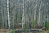 POPULUS TREMULOIDES,  AMERICAN ASPENS,  POPLAR TREE