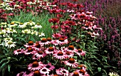 ECHINACEA PURPUREA,  (SYN. RUDBECKIA ECHINACEA VAR. PURPUREA),   CONEFLOWER,  GREENEDGE & RUBINGLOW IN BORDER