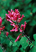 Salvia involucrata Boutin