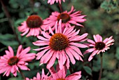 ECHINACEA PURPUREA,  RUBINGLOW,  CONEFLOWER