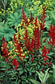 ASTILBE ARENDESII FANAL,  RED, FLOWERS