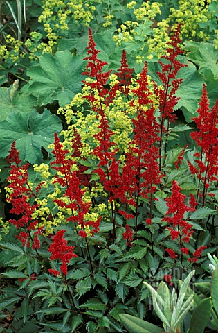 ASTILBE_ARENDESII_FANAL__RED_FLOWERS