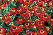 HELENIUM,  RUBINZWERGN,  TAKEN IN AUGUST