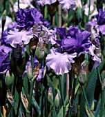 TALL BEARDED IRIS,  CROWNED HEADS