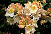 RHODODENDRON DEE