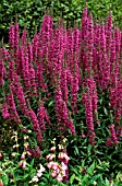 LYTHRUM SALICARIA,  FEUERKERZE,   FIRECANDLE,   LOOSESTRIF,   FLOWERS AND FOLIAGE