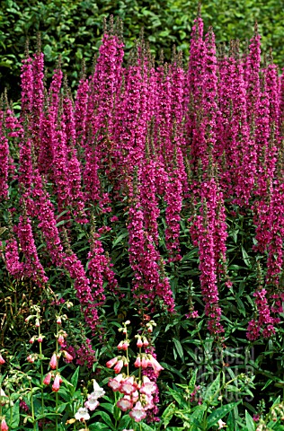 _LYTHRUM_SALICARIA__FEUERKERZE___FIRECANDLE___LOOSESTRIF___FLOWERS_AND_FOLIAGE