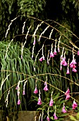 DIERAMA PULCHERRIMUM,  ANGELS FISHING RODS