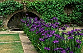 IRIS ENSATA,  JAPANESE WATER IRIS,    TAKEN AT WESTERCOMBE GARDENS,  DESIGNED BY SIR EDWIN LUTYENS