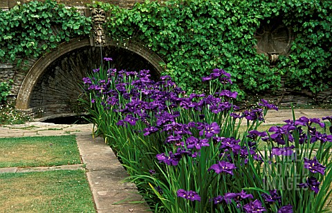 _IRIS_ENSATA__JAPANESE_WATER_IRIS____TAKEN_AT_WESTERCOMBE_GARDENS__DESIGNED_BY_SIR_EDWIN_LUTYENS