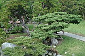 SCENE IN JAPANESE GARDEN,  HUNTINGTON BOTANICAL GARDENS,  CALIFORNIA