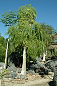 MORINGA HILDEBRANDTII WITH MORINGA DROUHARDII AT REAR,  THE LIVING DESERT, PALM DESERT INDIAN WELLS,  CALIFORNIA.