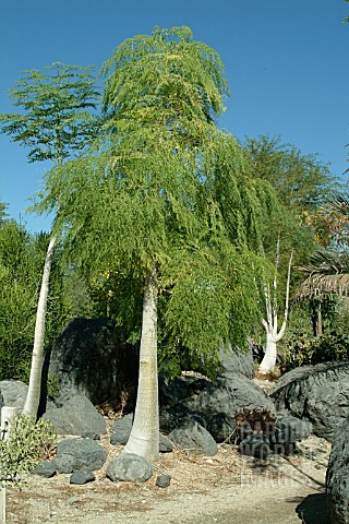 MORINGA_HILDEBRANDTII_WITH_MORINGA_DROUHARDII_AT_REAR__THE_LIVING_DESERT_PALM_DESERT_INDIAN_WELLS__C