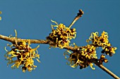 HAMAMELIS MOLLIS NYMANS