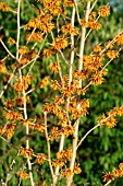 HAMAMELIS INTERMEDIA ORANGE PEEL,  AT RHS WISLEY.