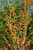 HAMAMELIS INTERMEDIA ORANGE PEEL,  RHS WISLEY ,  JANUARY.