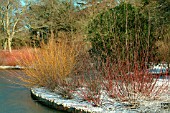 WINTER SCENE IN THE SEVEN ACRES AREA WITH CORNUS ALBA SIBIRICA AND SALIX, RHS WISLEY.