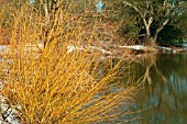 SALIX ALBA GOLDEN NESS, WILLOW