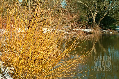 SALIX_ALBA_GOLDEN_NESS_WILLOW